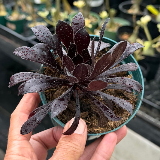 Aeonium Zwartkop