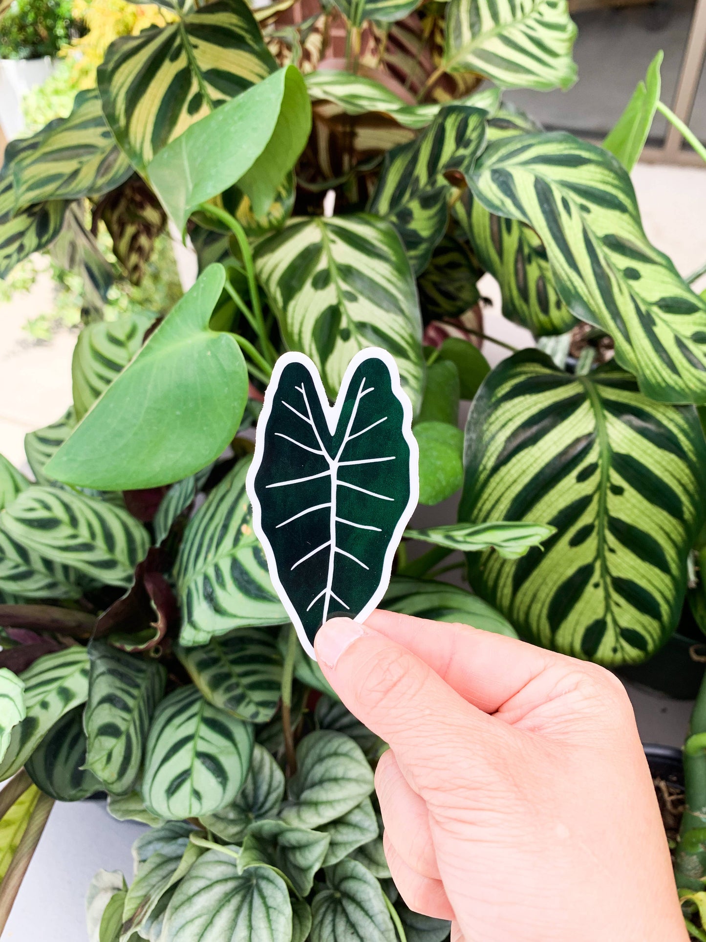 Alocasia Frydek Plant Leaf Sticker