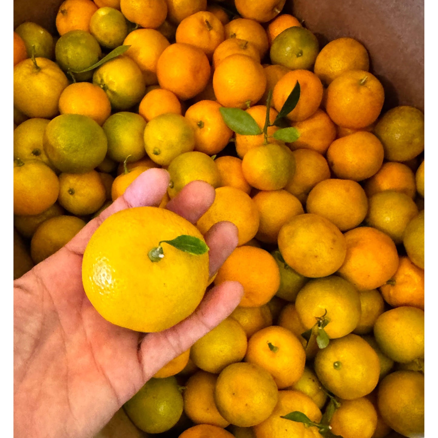 Aloha Bites Award Winning Tutu's Calamansi Marmalade