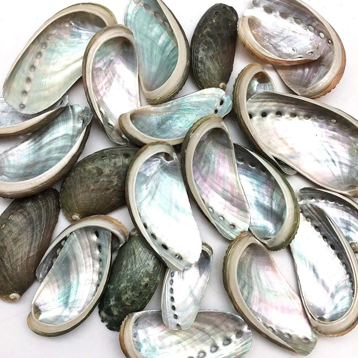 Abalone Shell – Mari's Gardens