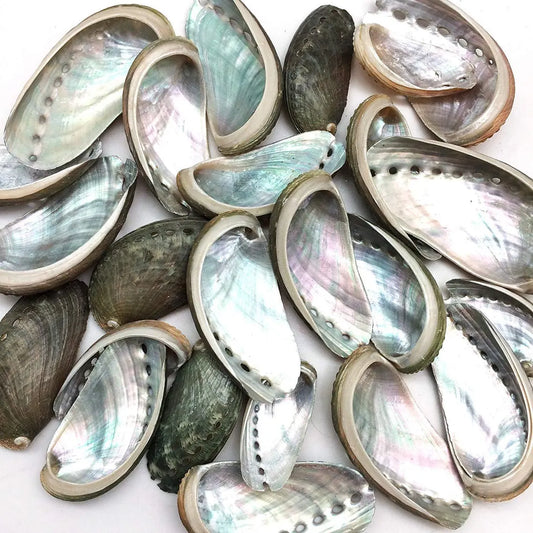 Abalone Shell