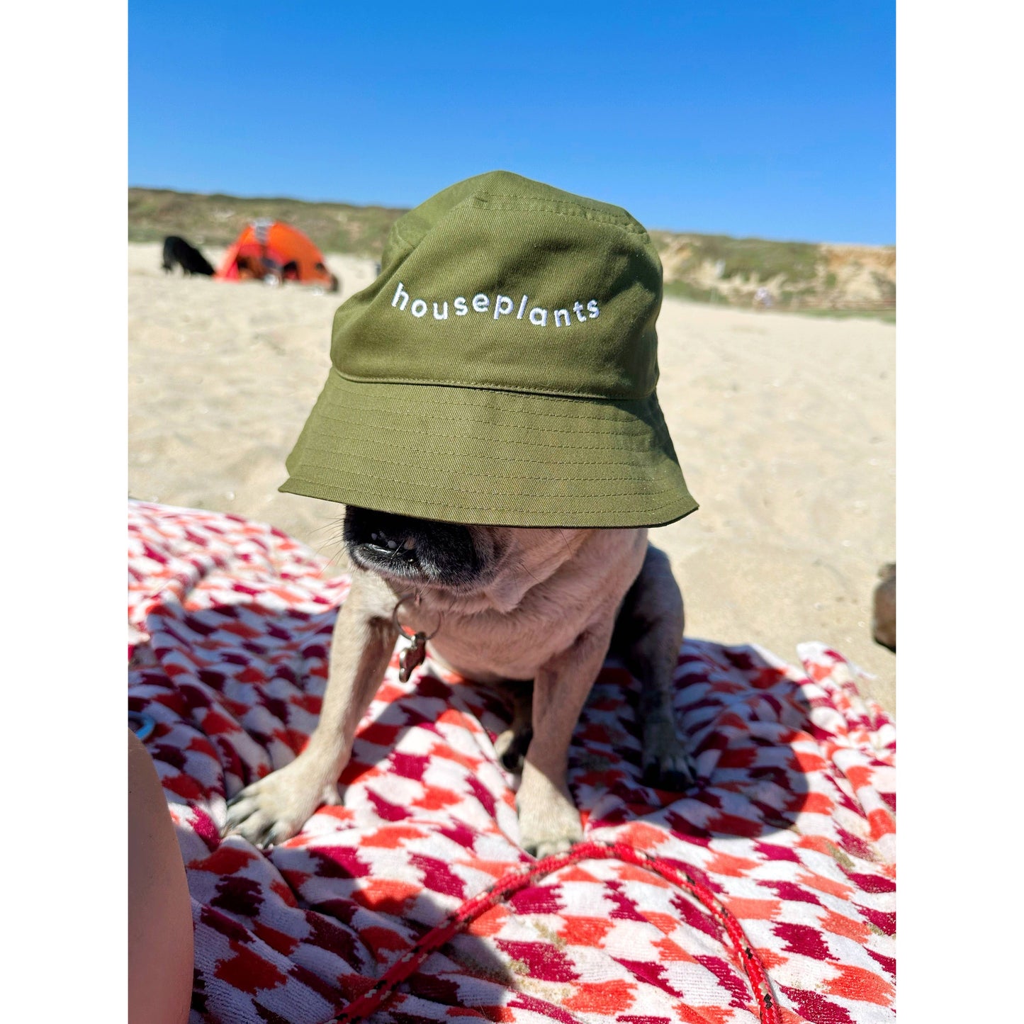 Houseplants Bucket Hat