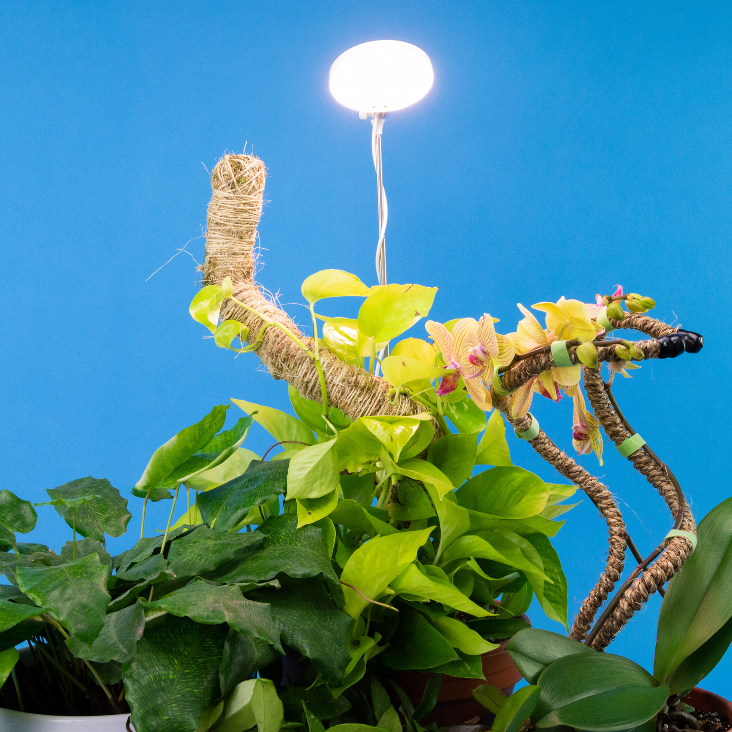 28" Adjustable LED Plant Light Grow Clip Lamp for Houseplant