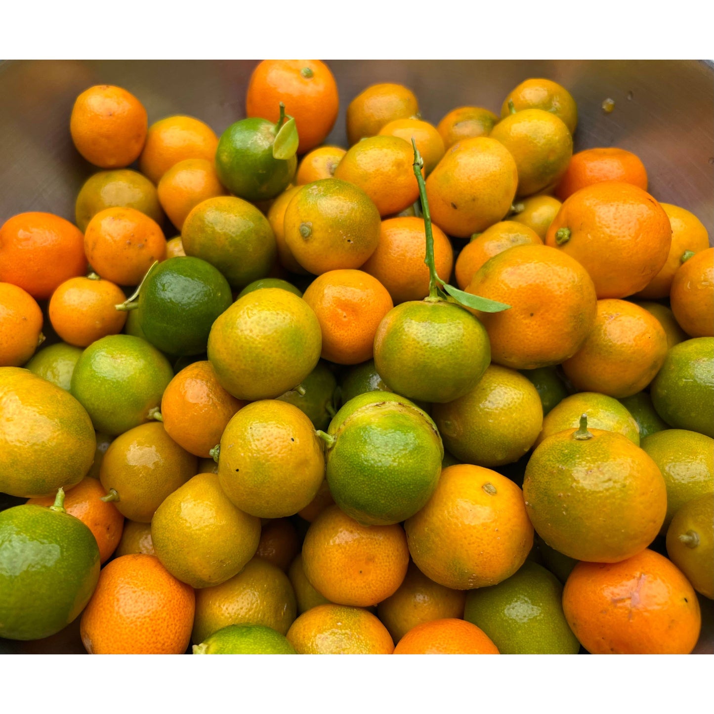 Aloha Bites Award Winning Tutu's Calamansi Marmalade