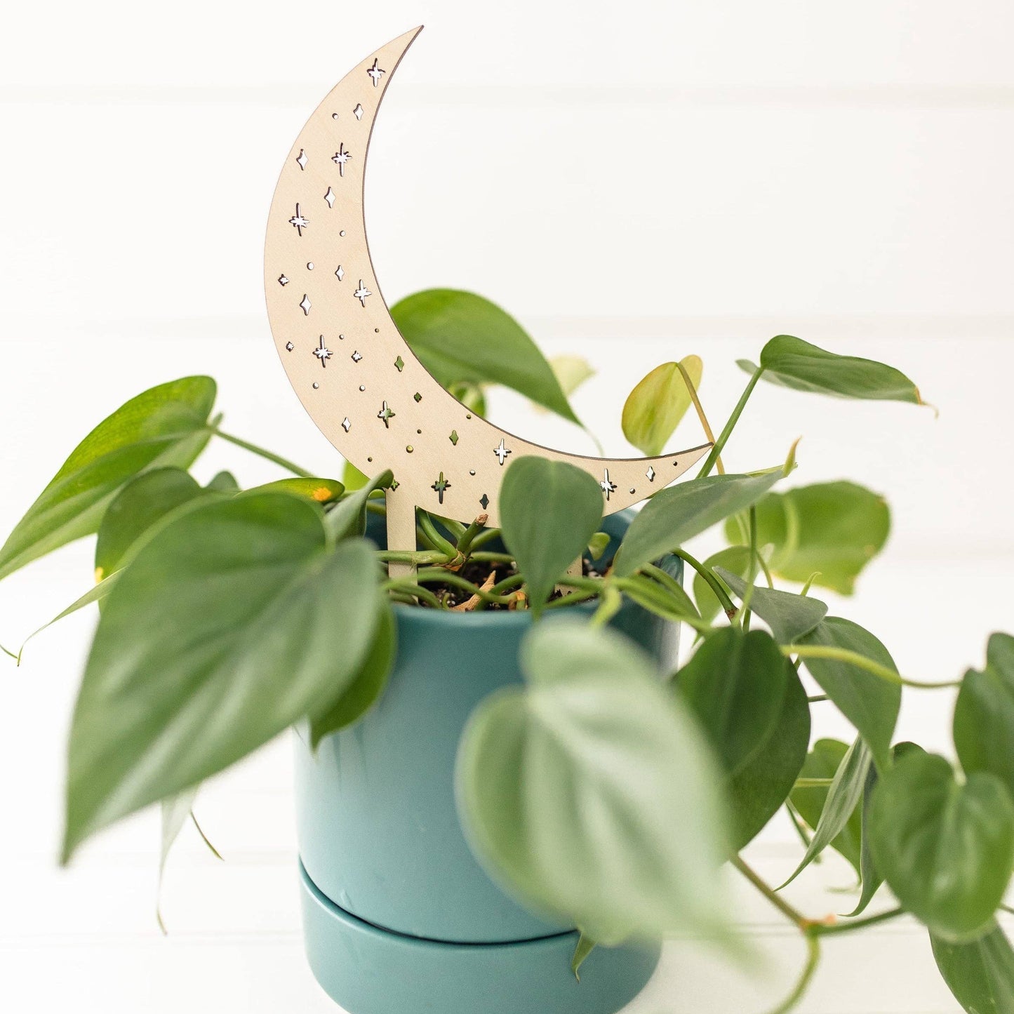 Moon and Stars Plant Trellis