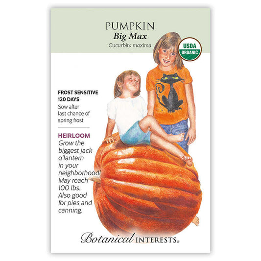 Big Max Pumpkin