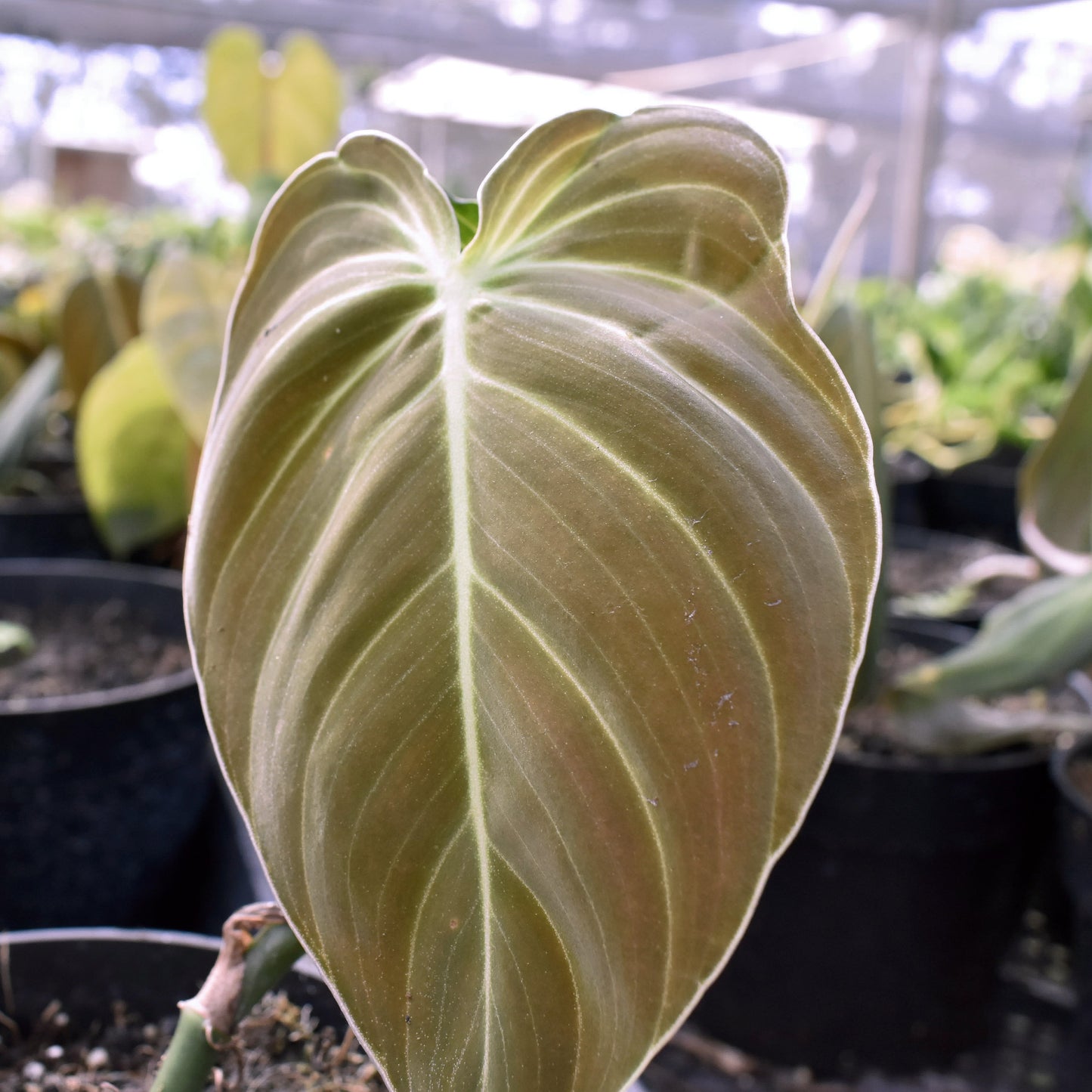 Philodendron melanochrysum, "Black Gold"