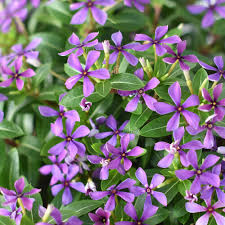 Catharanthus 'Blueberry Kiss'