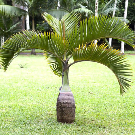 Bottle Palm