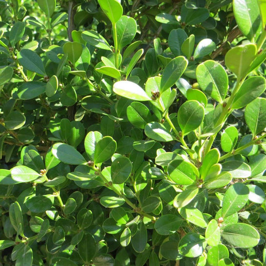 Buxus microphylla 'japonica' (Japanese Boxwood)