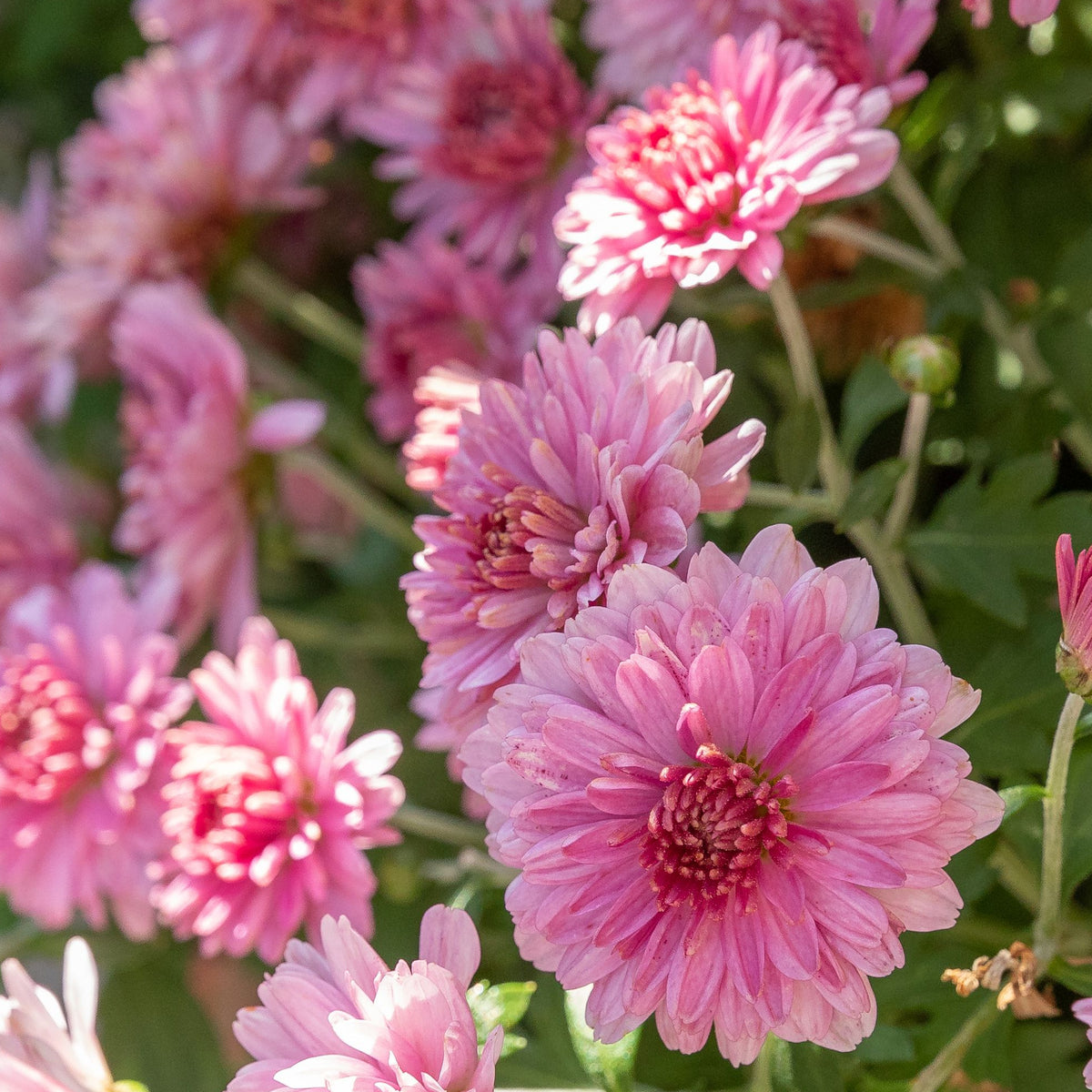 Chrysanthemum