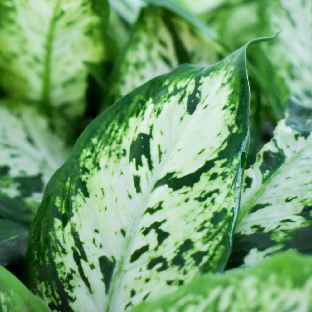 Dieffenbachia, "Perfecta Compacta"