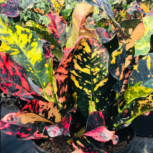 Croton, "Magnificent"