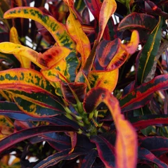 Croton, Rooster Tail