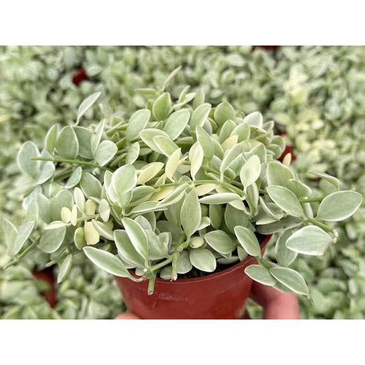 Dischidia oiantha Varigata