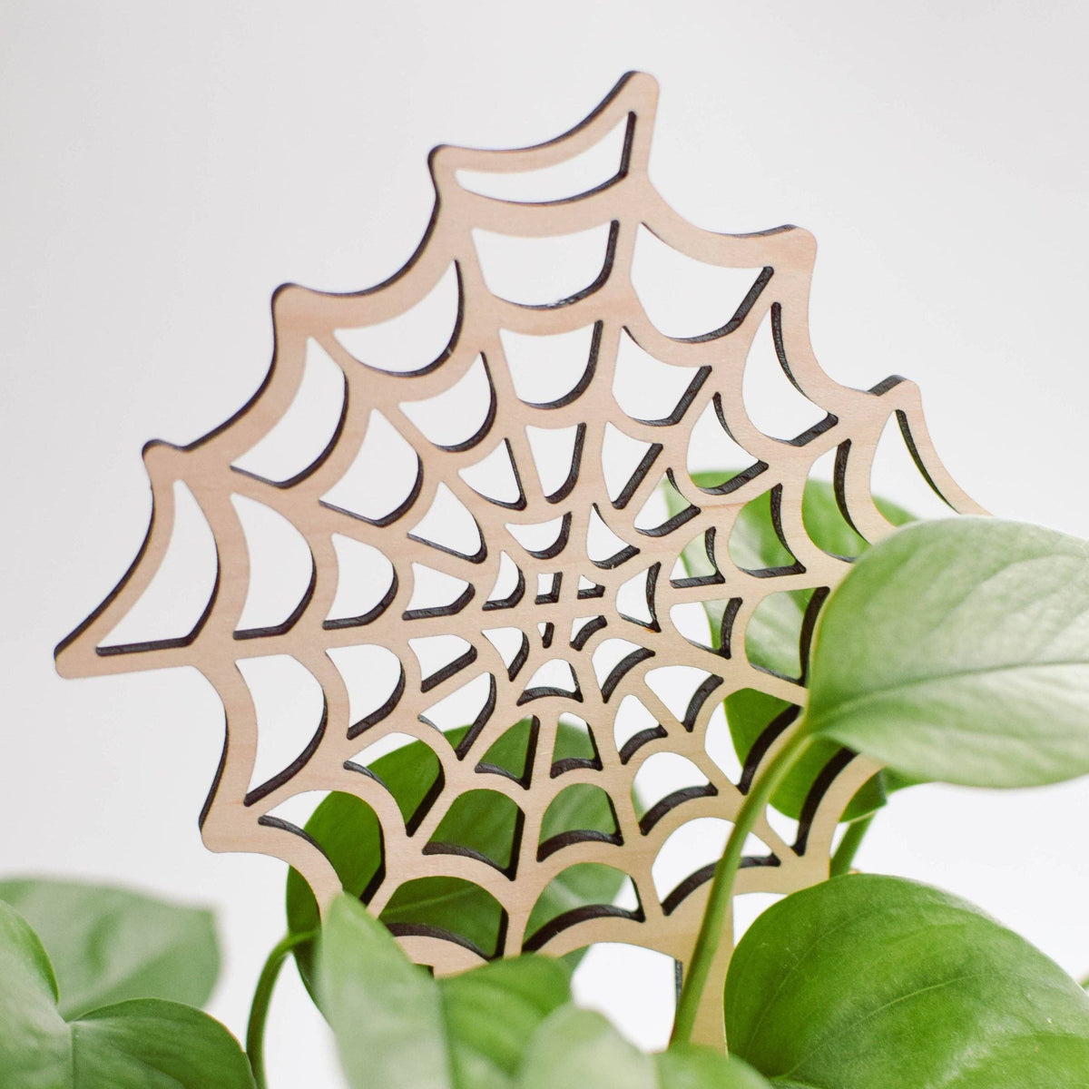 Spiderweb Plant Trellis