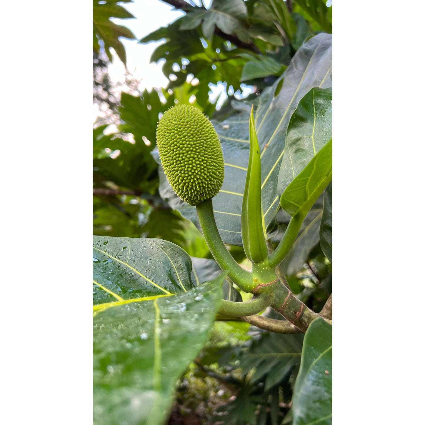 (Breadfruit) ʻUlu Bread Mix (GF/V)