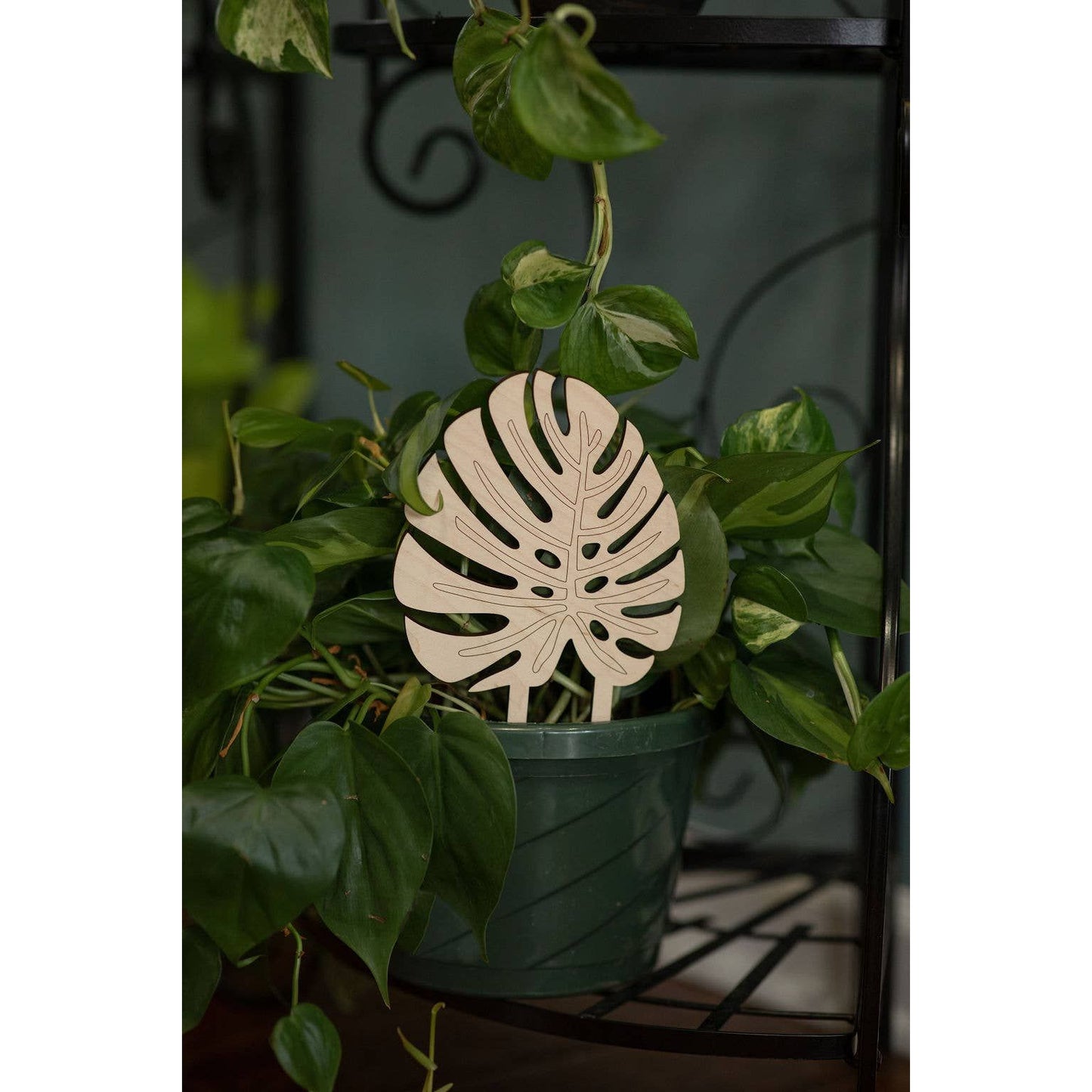 Monstera Leaf Trellis