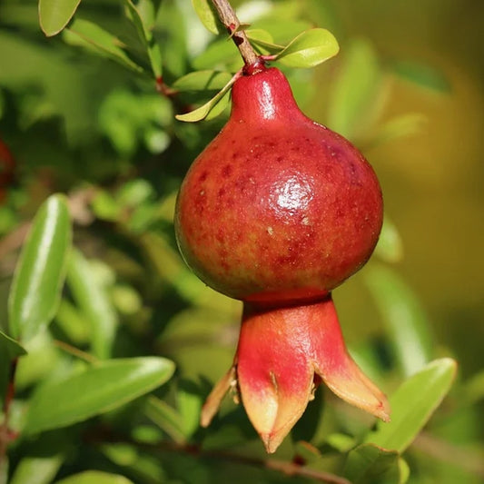 Punica granatum, "Dwarf Red Pomegranate"