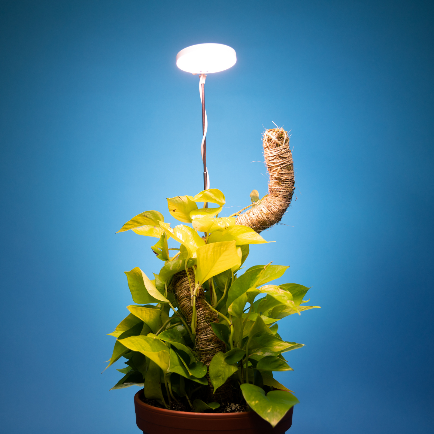 28" Adjustable LED Plant Light Grow Clip Lamp for Houseplant