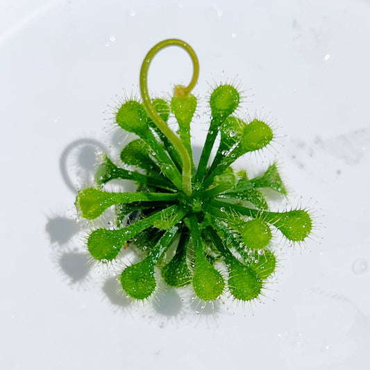Drosera spatulata ʻSpoon-leaved Sundewʻ