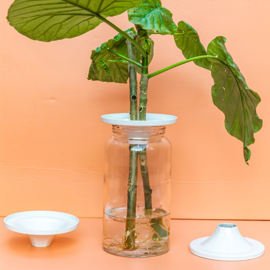 Propagation Cones - 3 pack