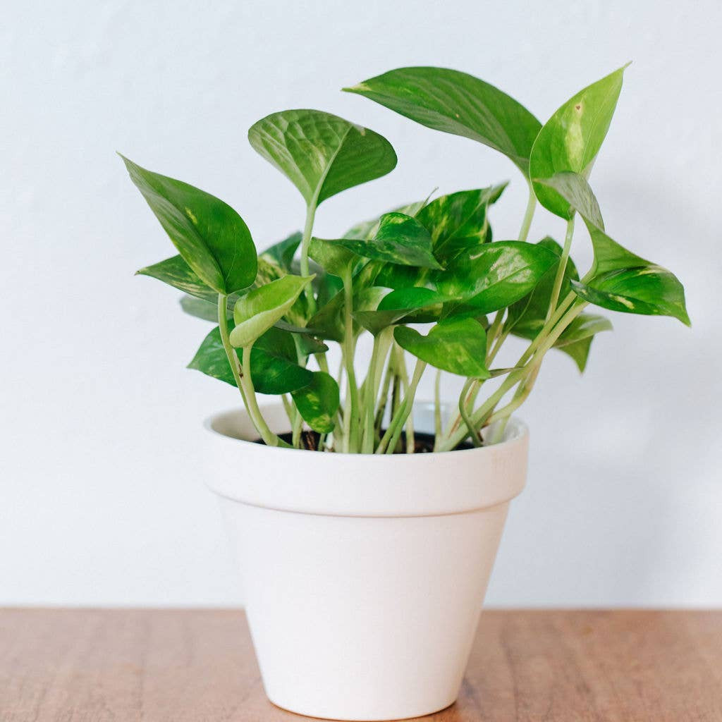 White Porcelain Pot