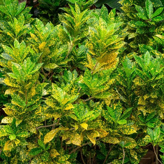 Croton, Gold Dust