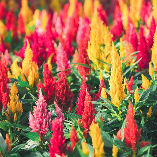 Celosia Assorted colors
