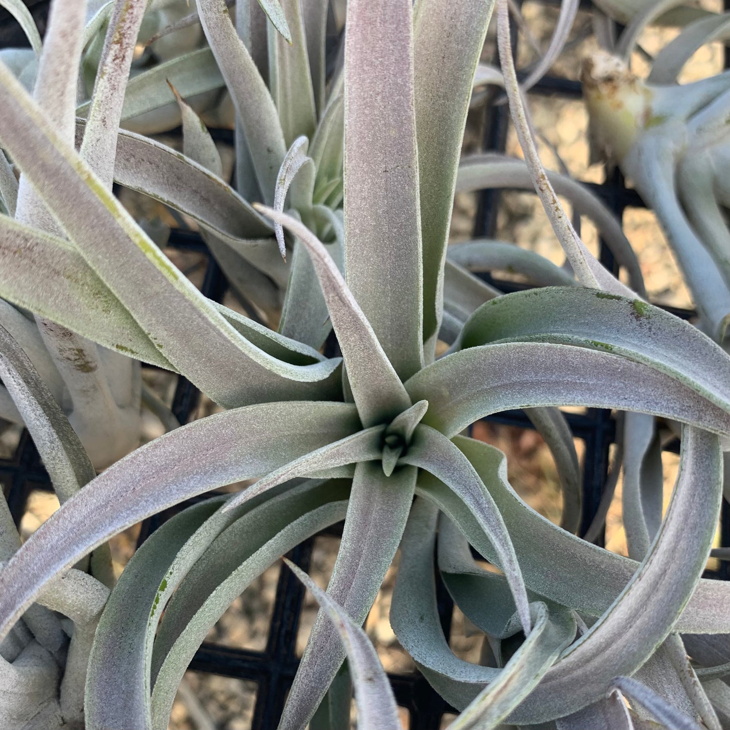 Tillandsia harrisii