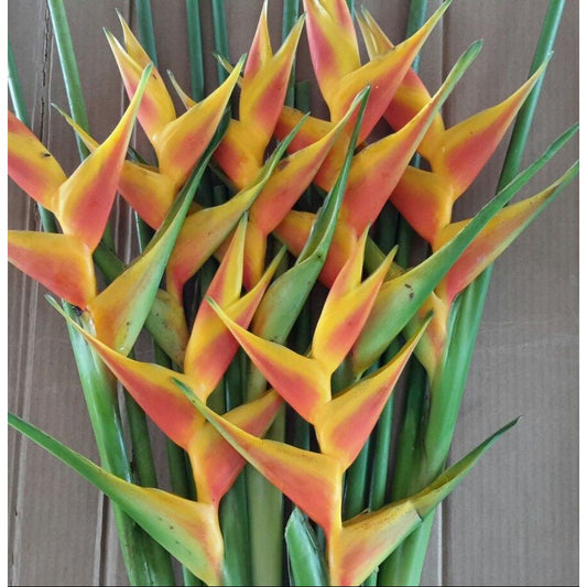 Tropical Bunches - Heliconia
