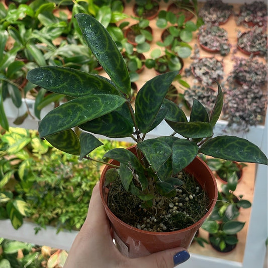 Black Pagoda Lipstick Plant