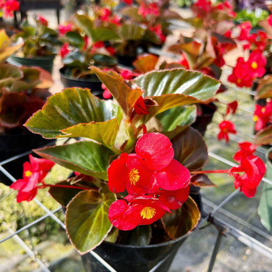 Bronze Leaf Begonia