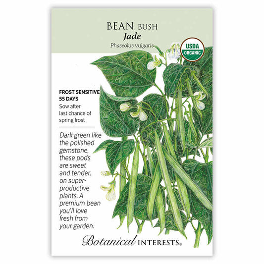 Bush Bean seeds 'Green Jade'