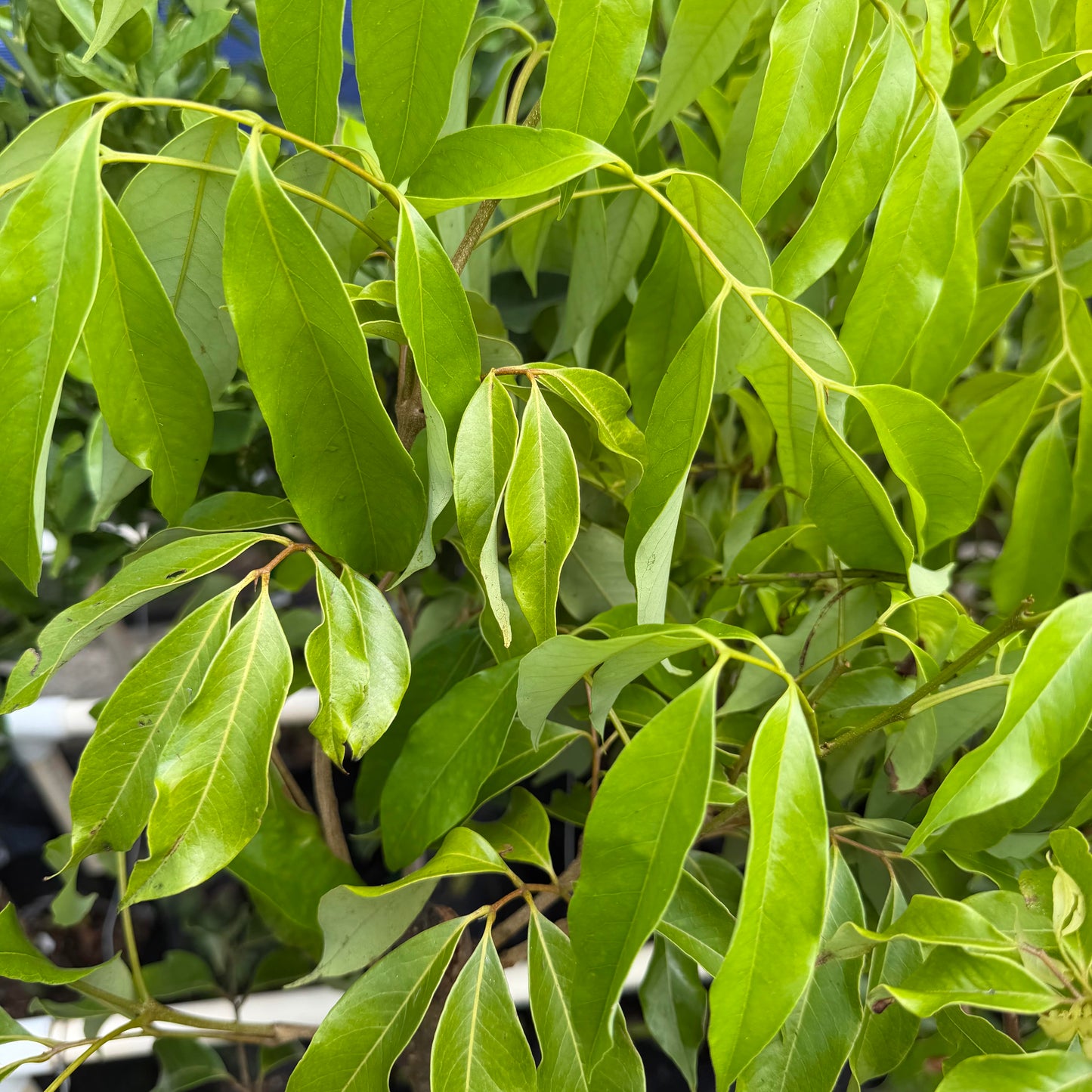 Kaimana Lychee