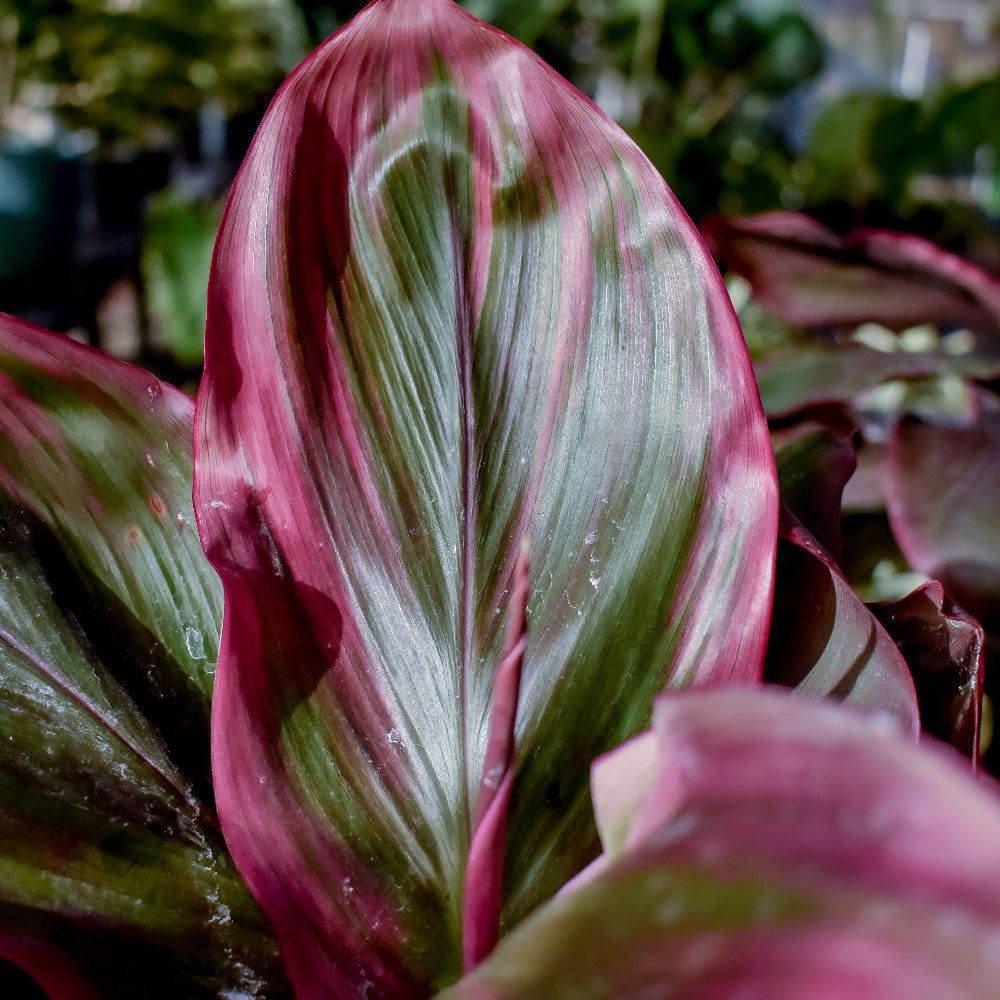 Ti Leaf, "Kauai Beauty"