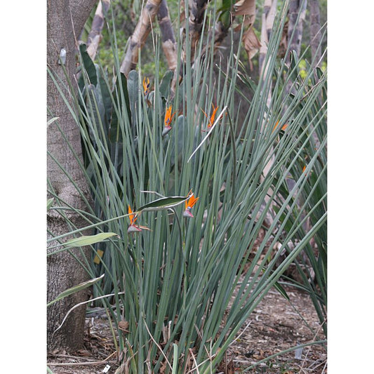 Strelitzia Juncea, (leafless Bird of Paradise)