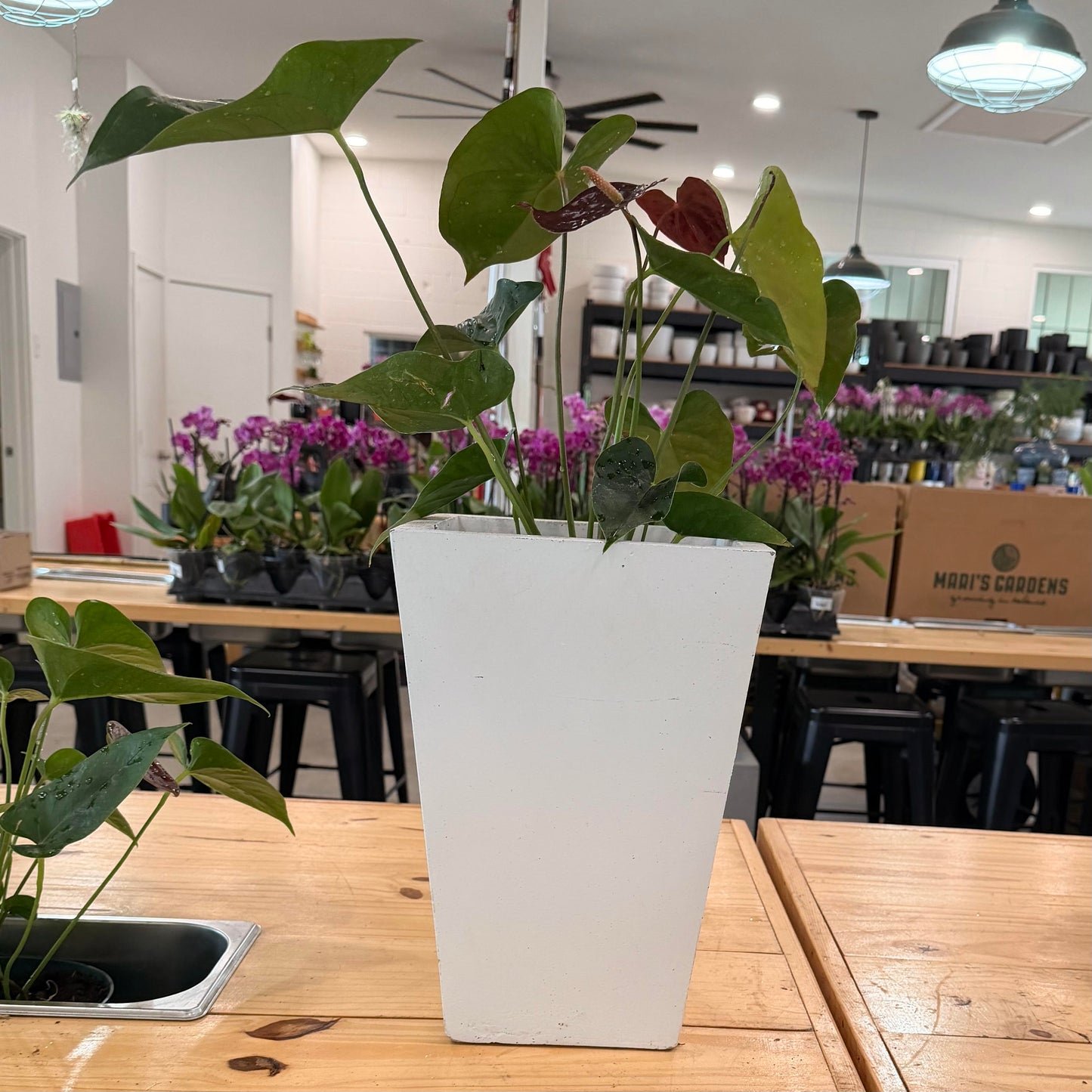 Magnesium Planters