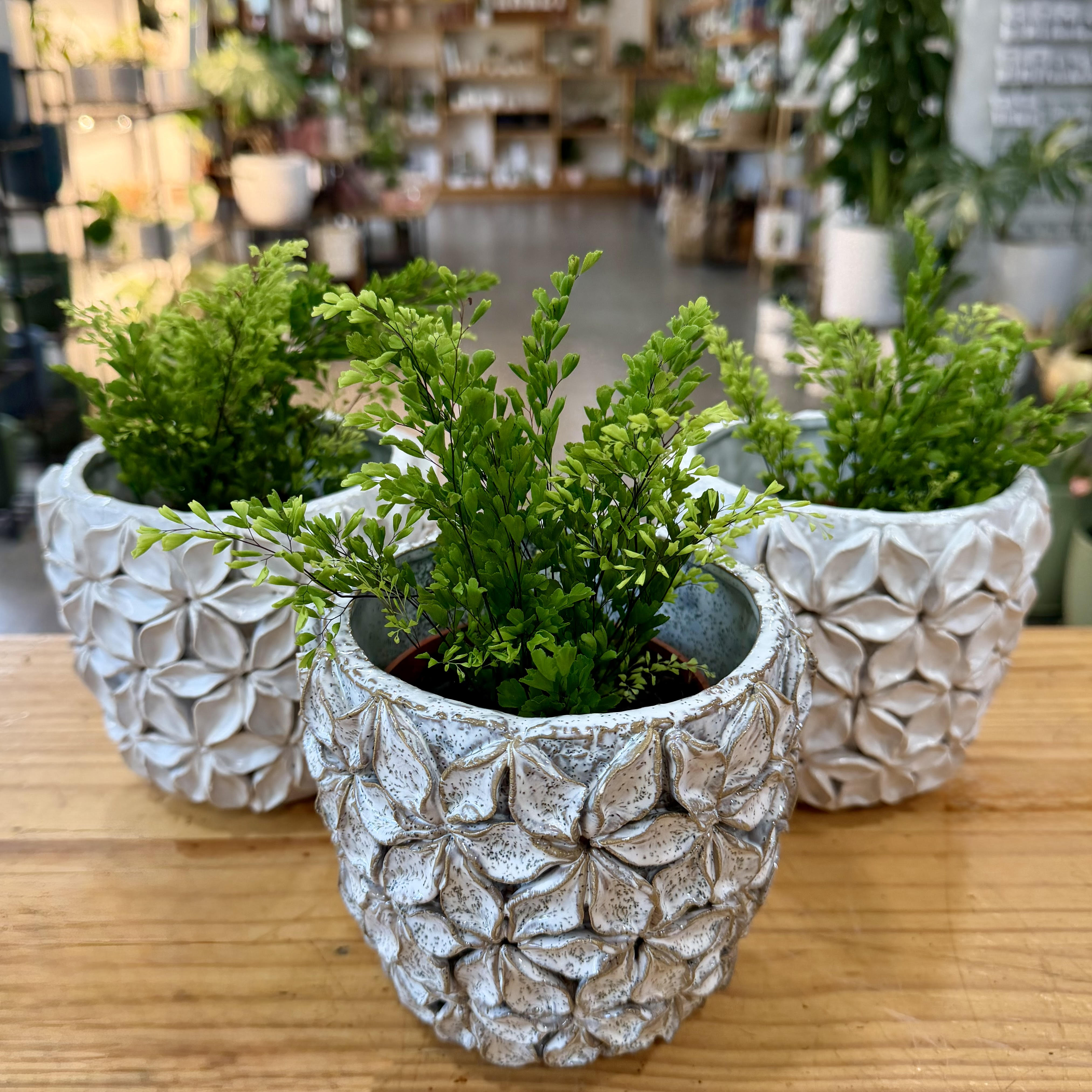Houseplants – Mari's Gardens