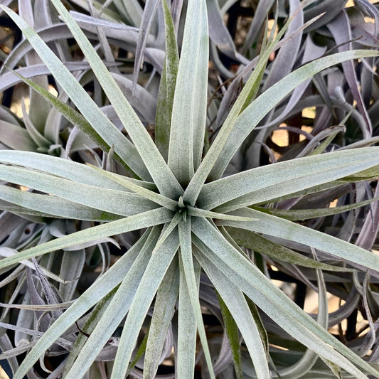 Tillandsia mima chiletensis