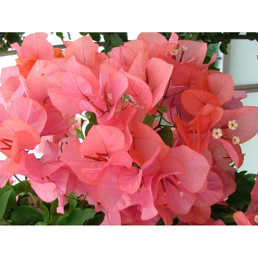 Bougainvillea, "Miss Manila"