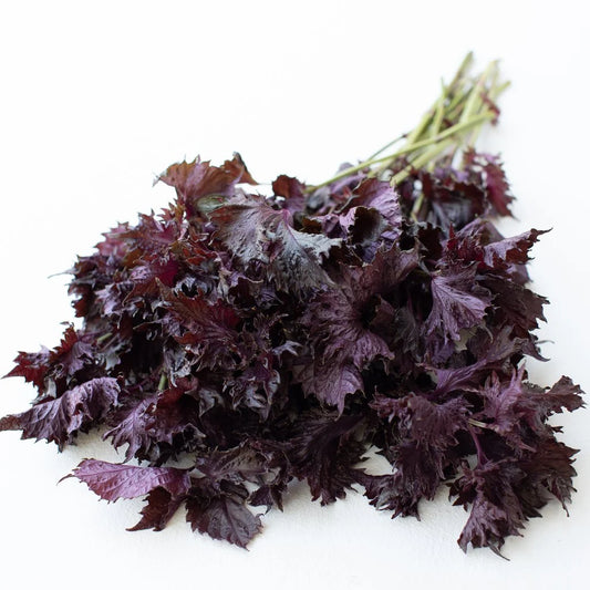 Perilla, Red Leaf Shiso, Seeds