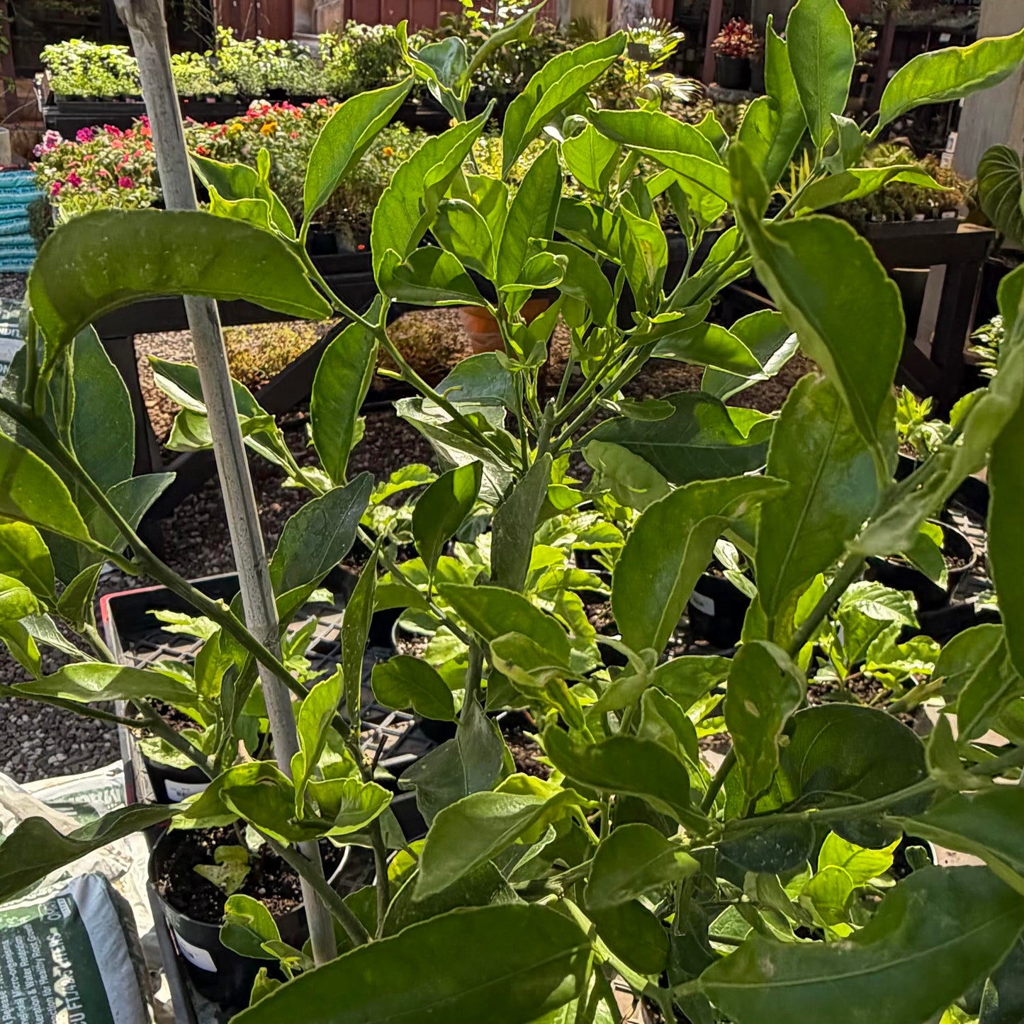 Seedless Kishu Mandarin