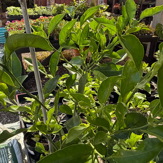 Seedless Kishu Mandarin