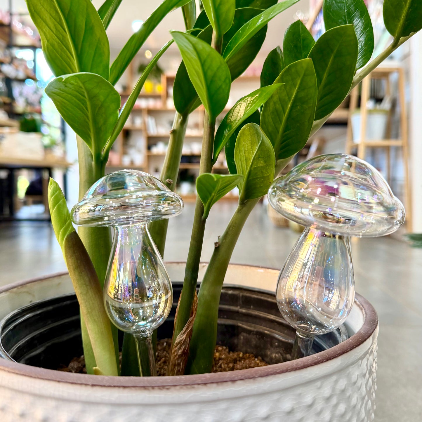 Self Watering - Glass Globes