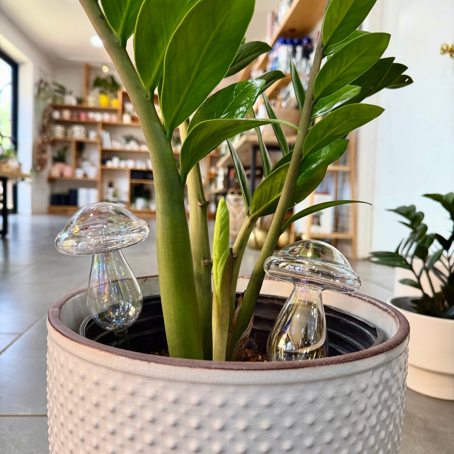 Self Watering - Glass Globes
