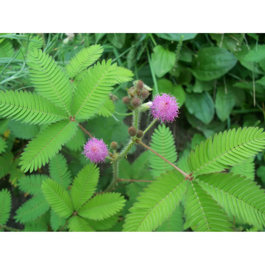 Mimosa pudica 'Sensitive Plant'