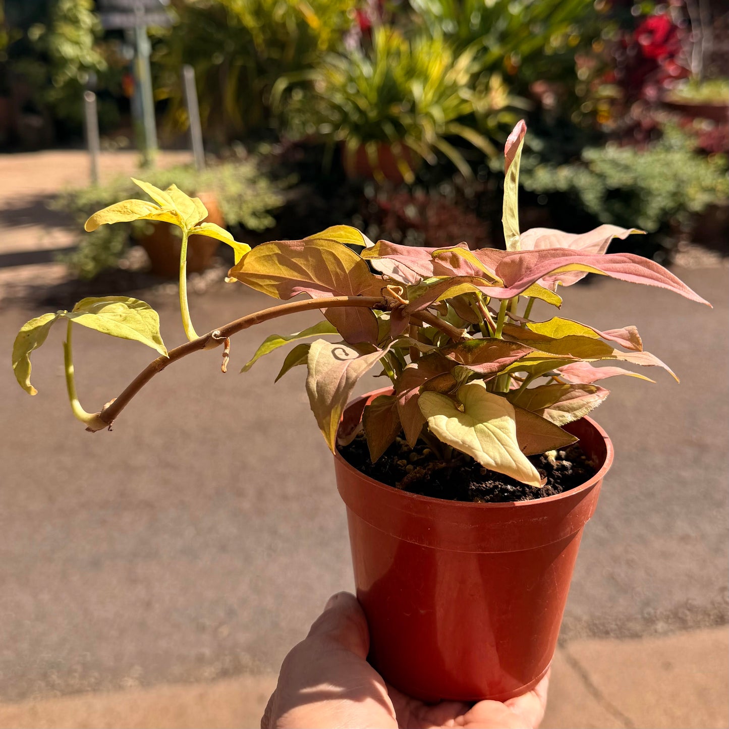 Syngonium Tricolor