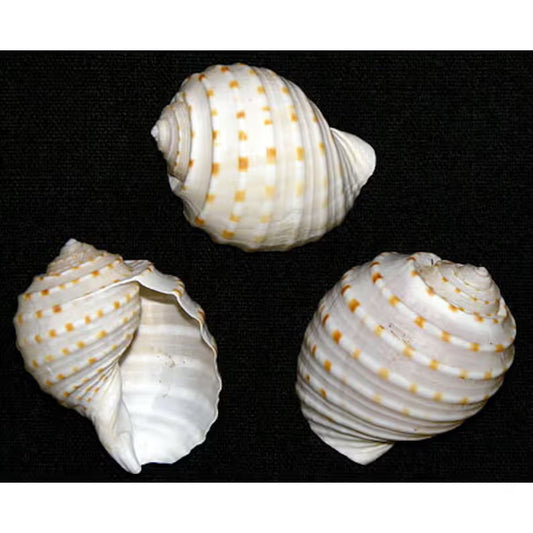 Spotted Tonna Shell (Tonna Tessellata)
