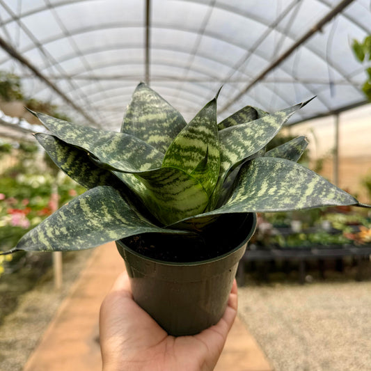 Sansevieria 'Star Power'